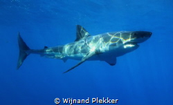 Great white by Wijnand Plekker 